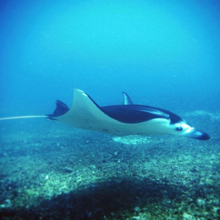 Manta ray in front of me at manta spot