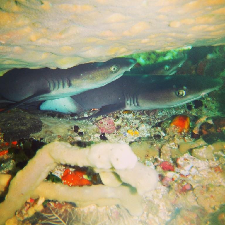 Baby sharks hided below the corals