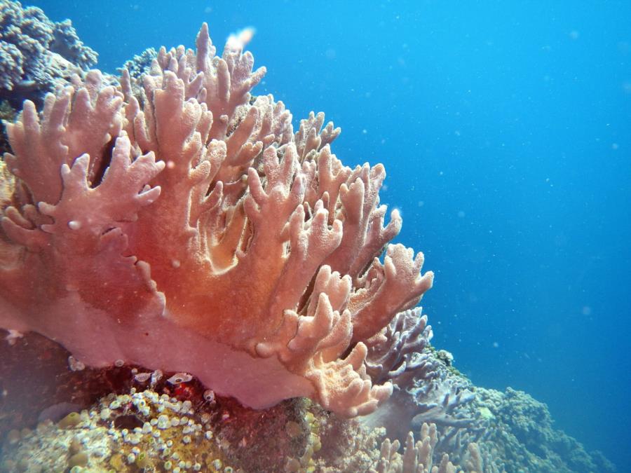 Coral