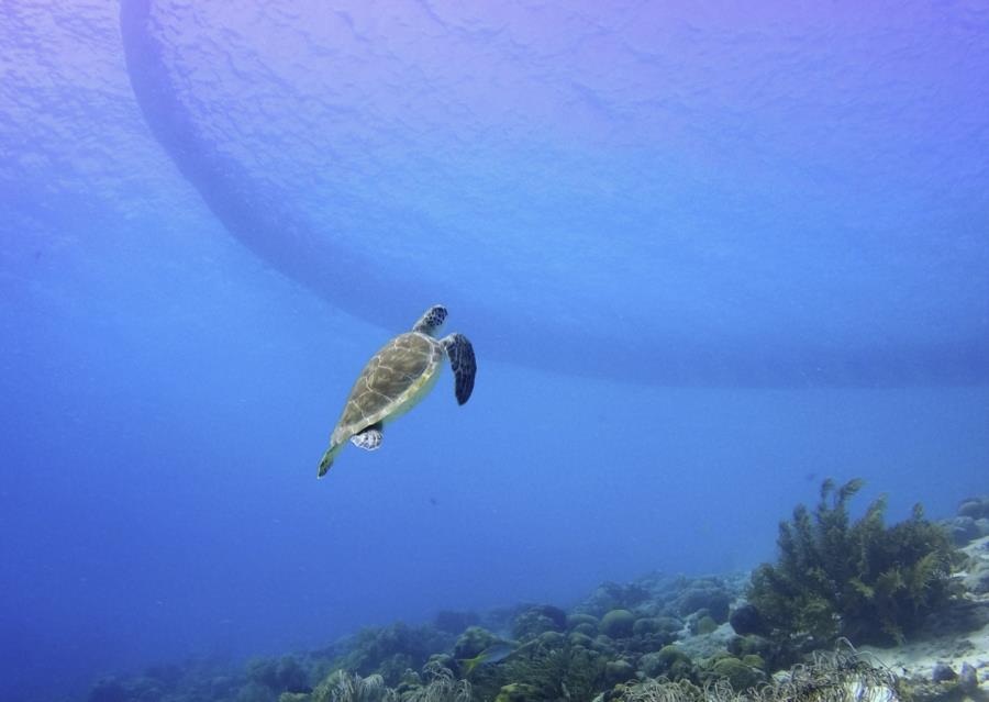 Turtle (Bonaire)