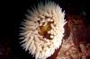 Fish eating anemone