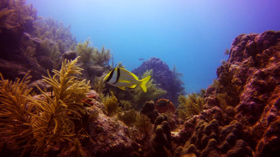 Key Largo, Fl