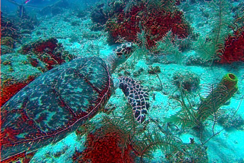 Hawksbill, West Caicos