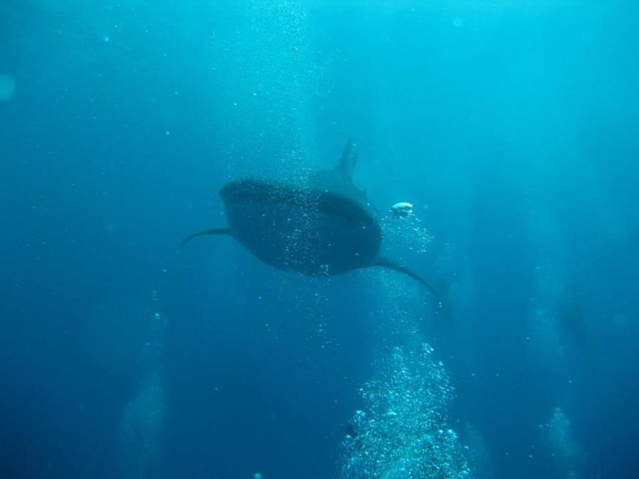 Maldives