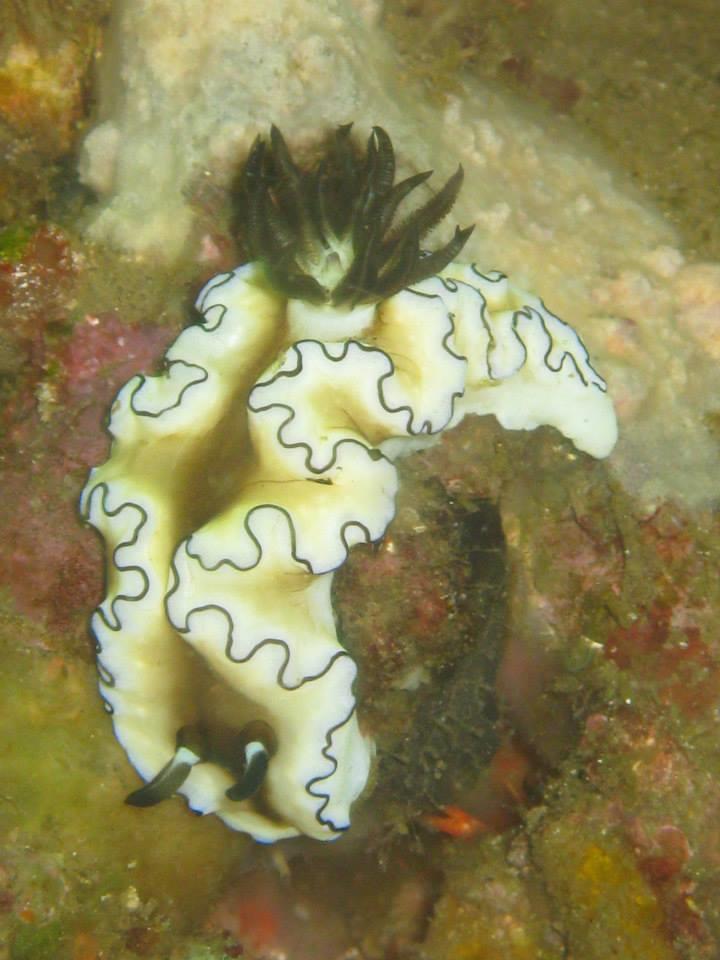 Nudibranch