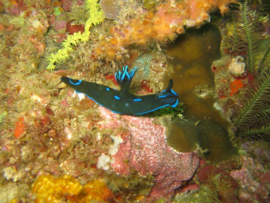 Nudibranch