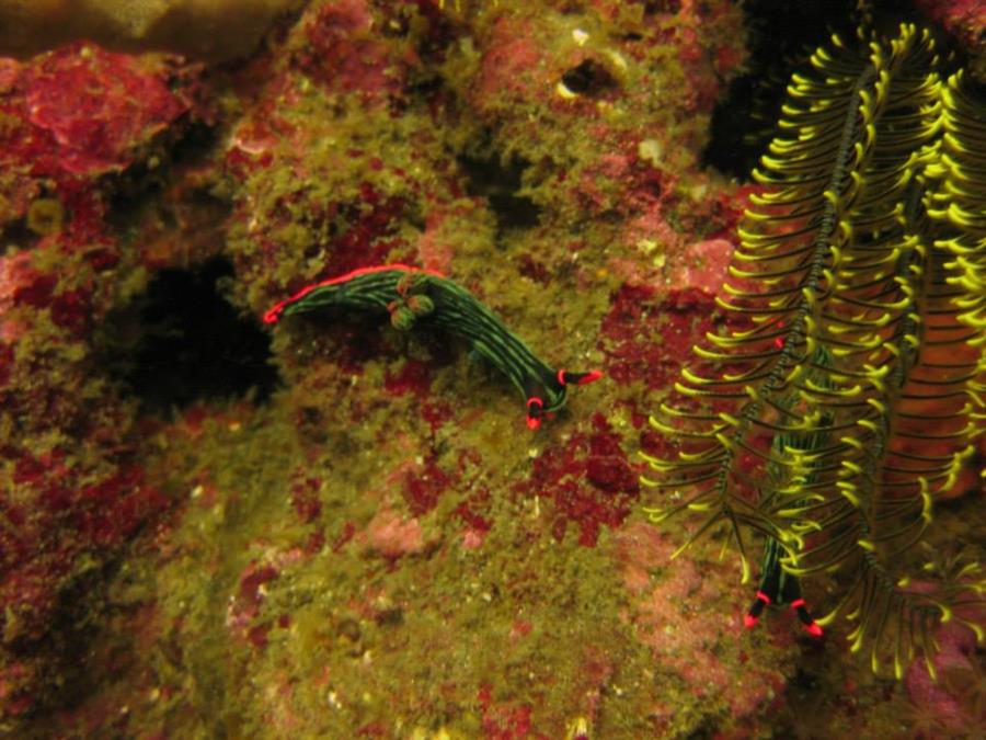 Nembrotha kubaryana