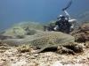 Leopard shark - Thailand