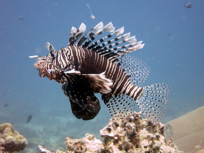 Lion Fish - Cayman