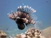 Lion Fish - Cayman