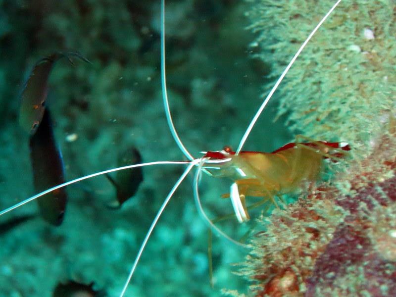 Cleaner shrimp