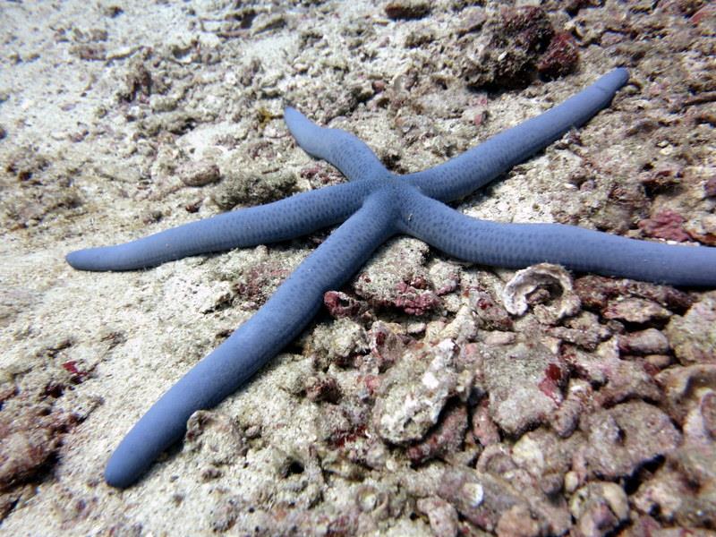 Starfish