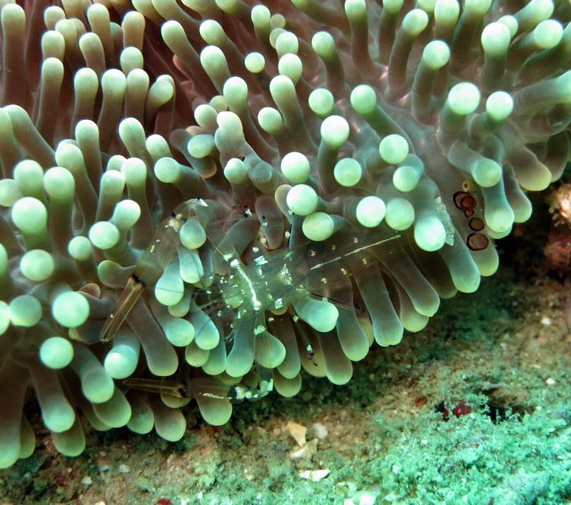 plate coral