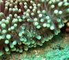 plate coral