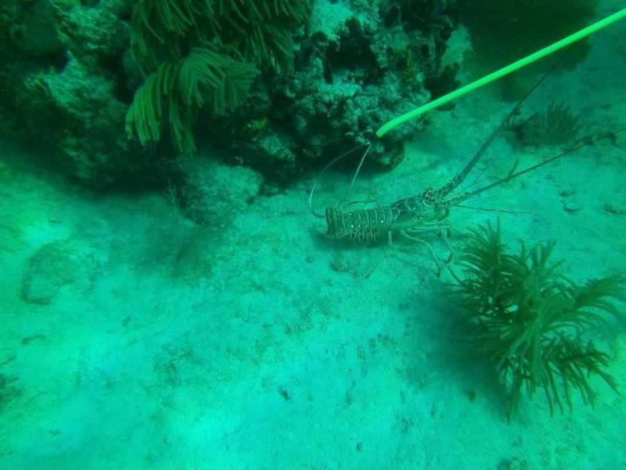 Chasing bugs in the keys