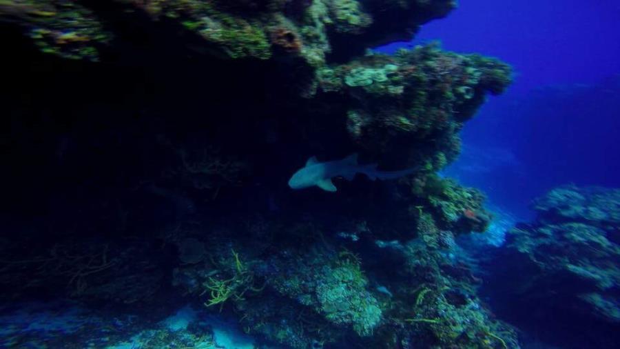 Nurse shark, Cozumel, México 8/2015