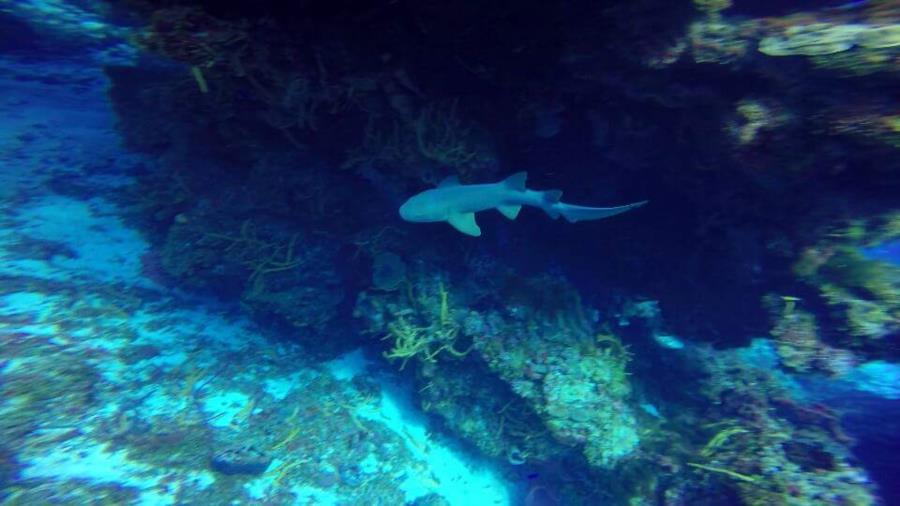 Nurse shark, Cozumel, México 8/2015