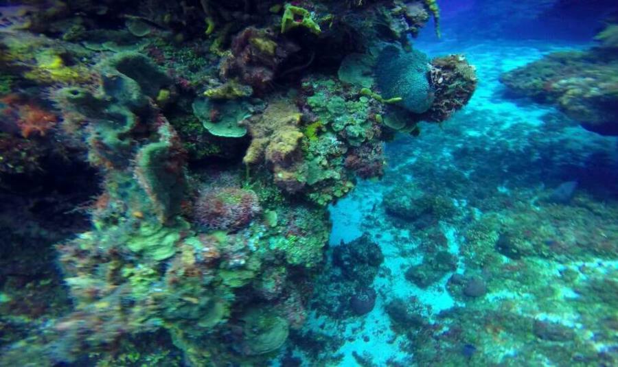 Reef, Cozumel, México, 8/2015