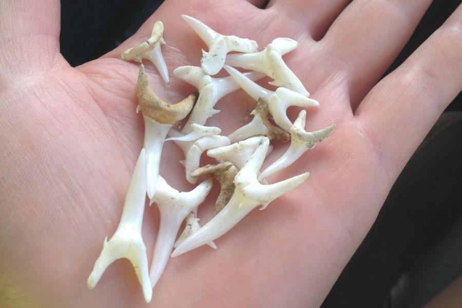 Sand Tiger Teeth from Caribsea