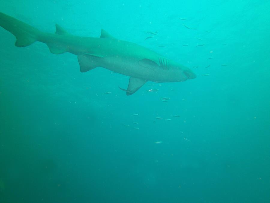 Sand Tiger at Caribsea