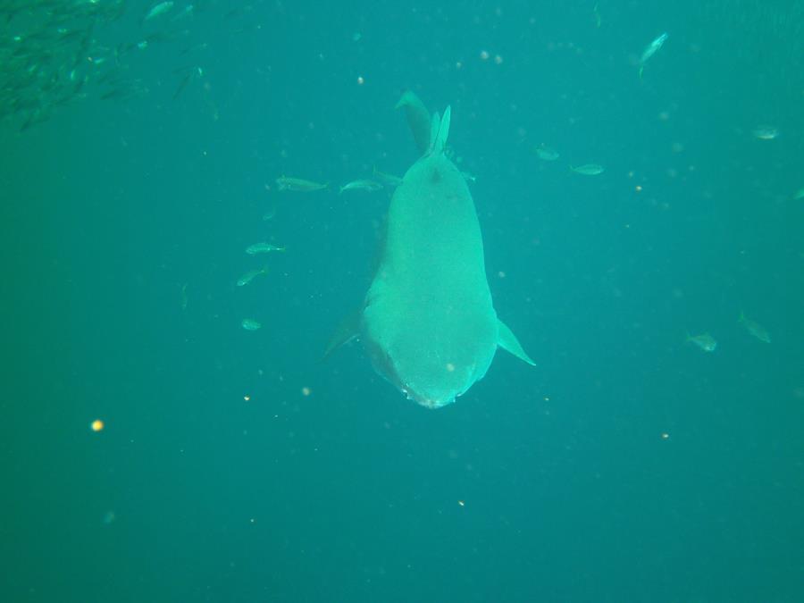 Sand Tiger at Caribsea