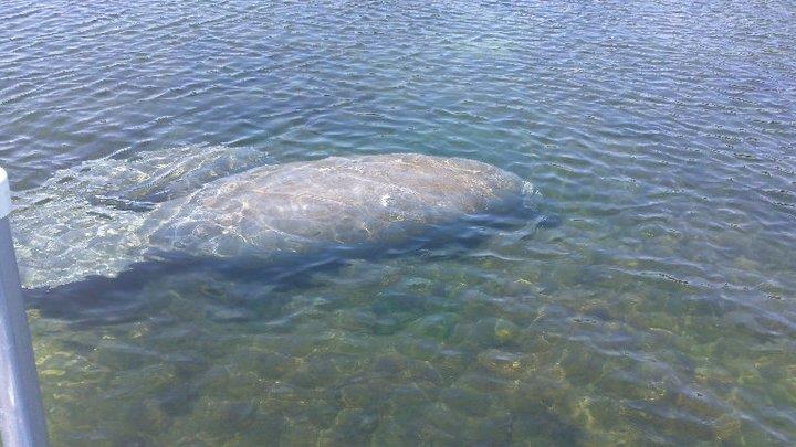 Manatees, Crystal River Fl.