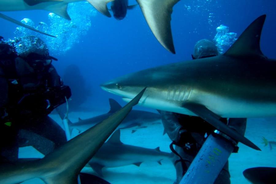 Shark Junction 4 Caribbean Reef Shark