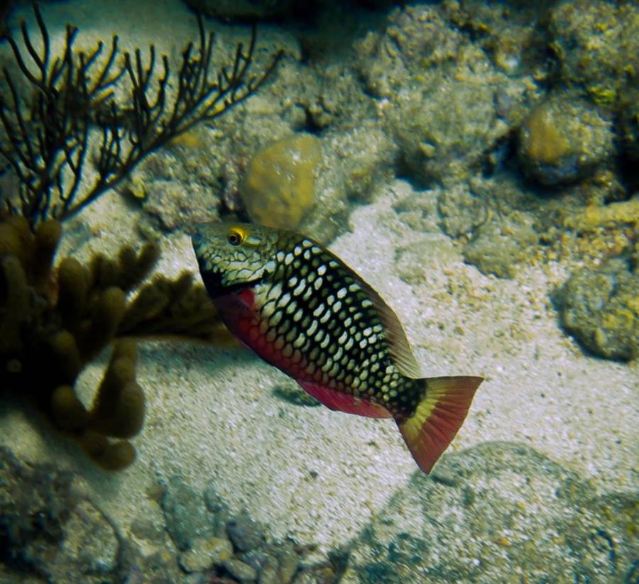 Stoplight Parrot Fish