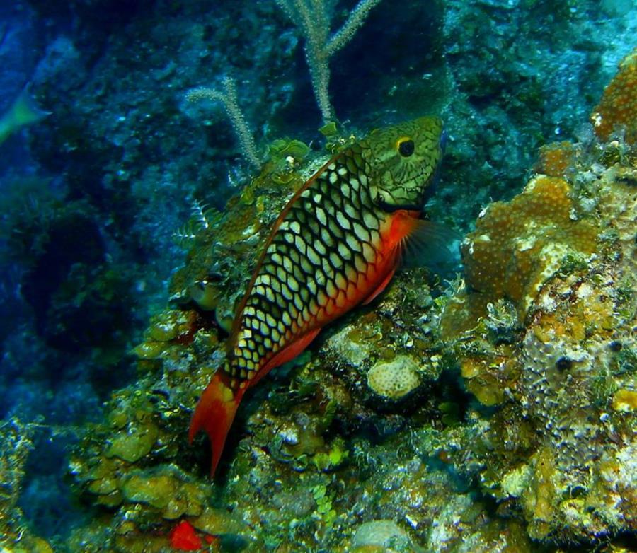 Stoplight Parrot Fish