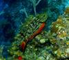 Stoplight Parrot Fish