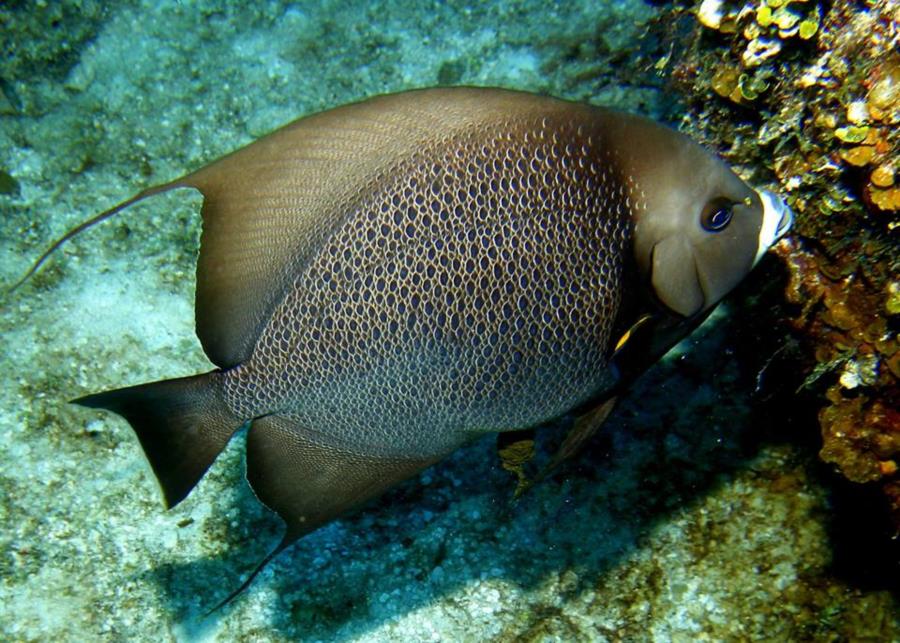 Grey Angel Fish