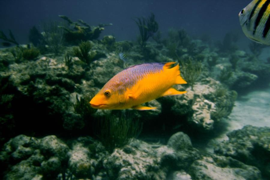 Bahama Reef and wreck