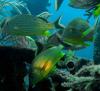 Bahama Reef and wreck