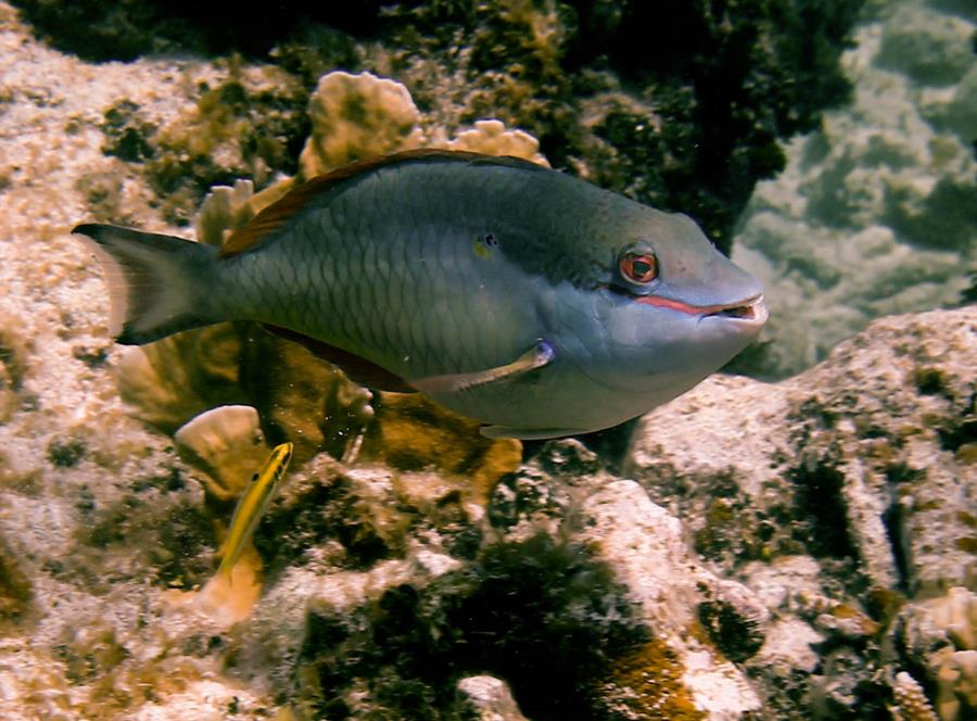 Bahama Reef and wreck