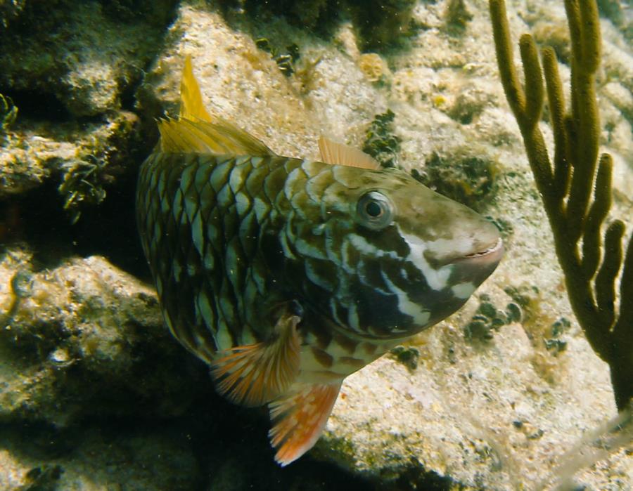 Bahama Reef and Wreck