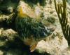 Bahama Reef and Wreck