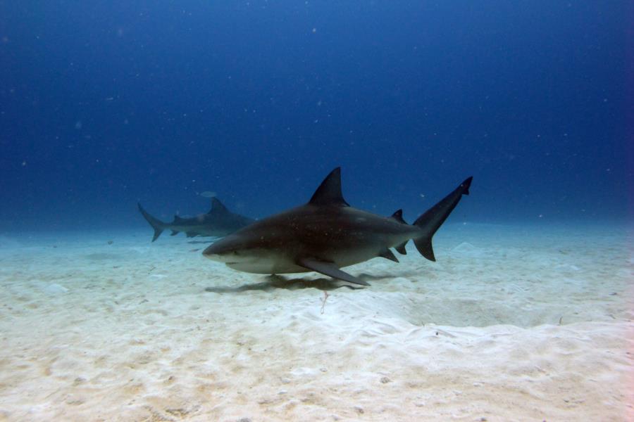 Sharks