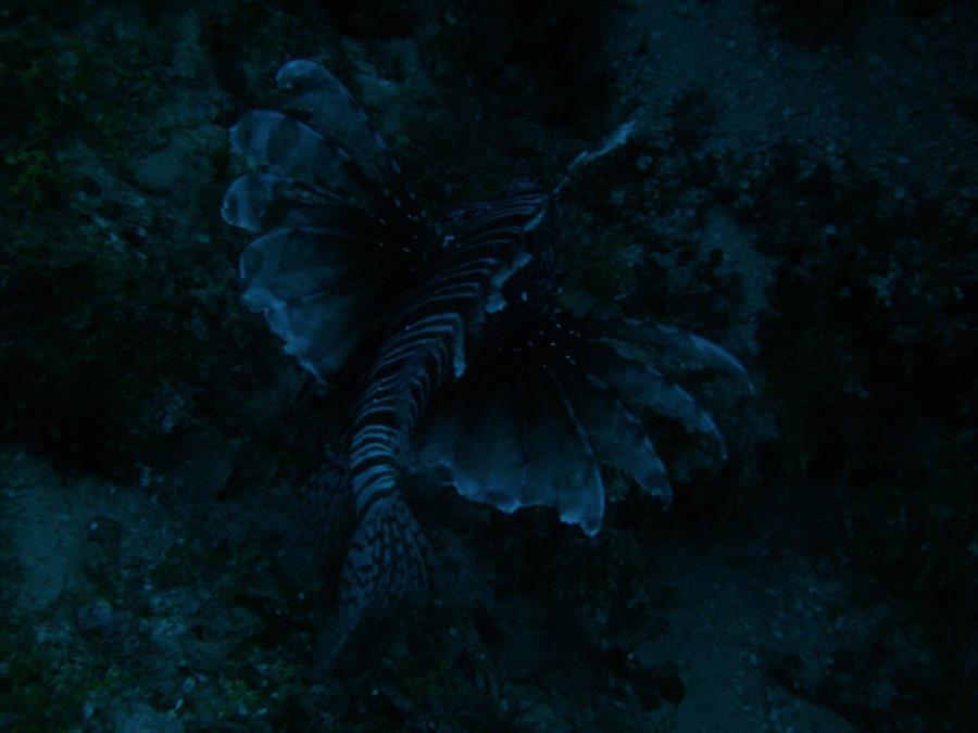 Lionfish