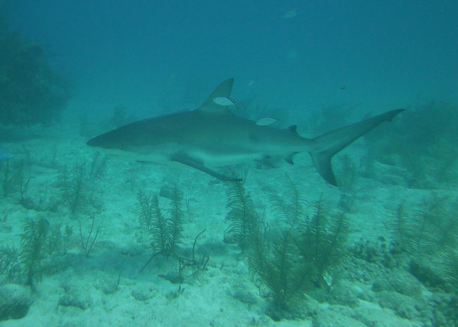 Black Tip Reef Shark