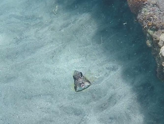 Spotted Trunk Fish