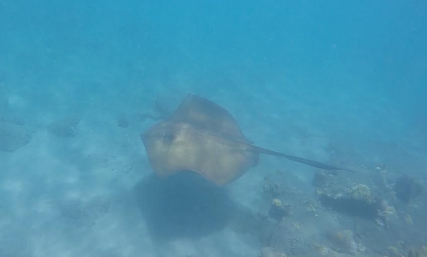 Southern Stingray