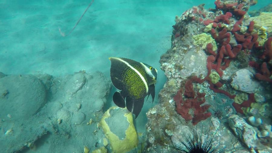 French Angelfish