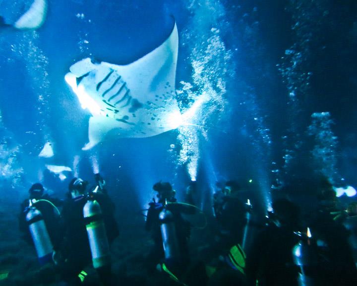 Manta Diving in Maui