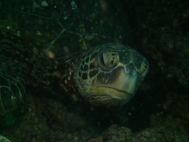 Turtle Hanauma Bay Aug 2015