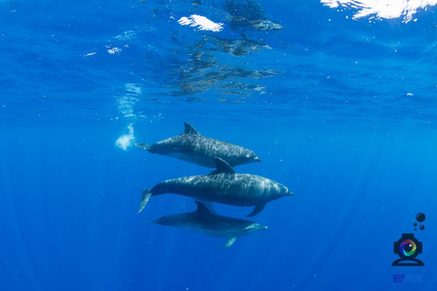 Dolphins