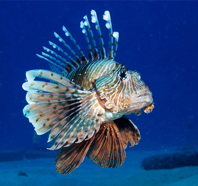 Lion Fish