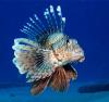 Lion Fish