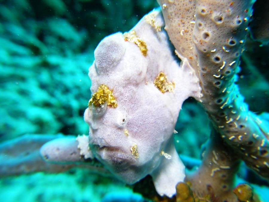 Frog Fish