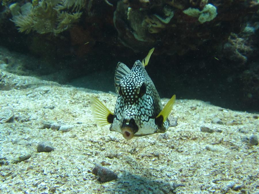 Trunk fish