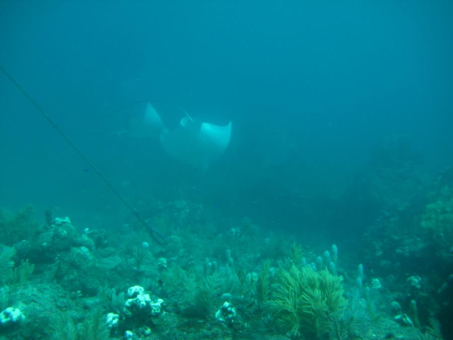 Spotted Eagle Ray